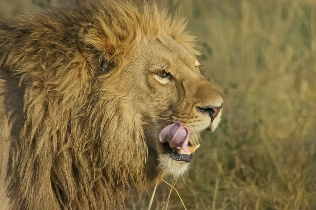 Excuses from meat eaters: Lions eat meat, too