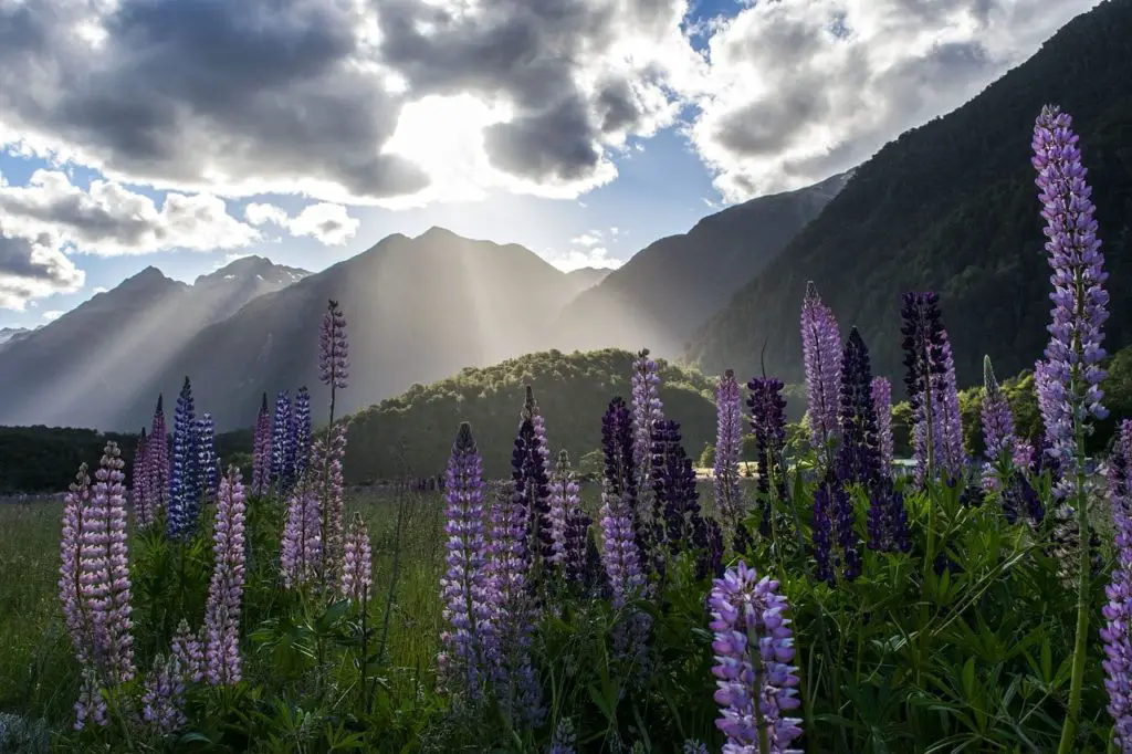 Lupines are suitable as an alternative to meat